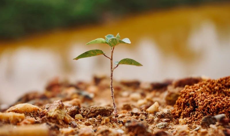 Gros plan sur un minuscule plant vert qui pousse dans un sol rocailleux, de couleur brun rougeâtre, avec un arrière-plan légèrement flou.