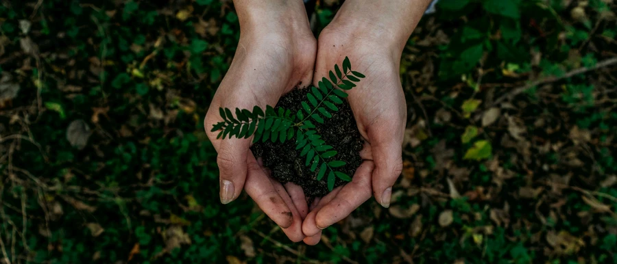 Hands gently cupping soil with a small green seedling growing, symbolizing care for nature and new life.