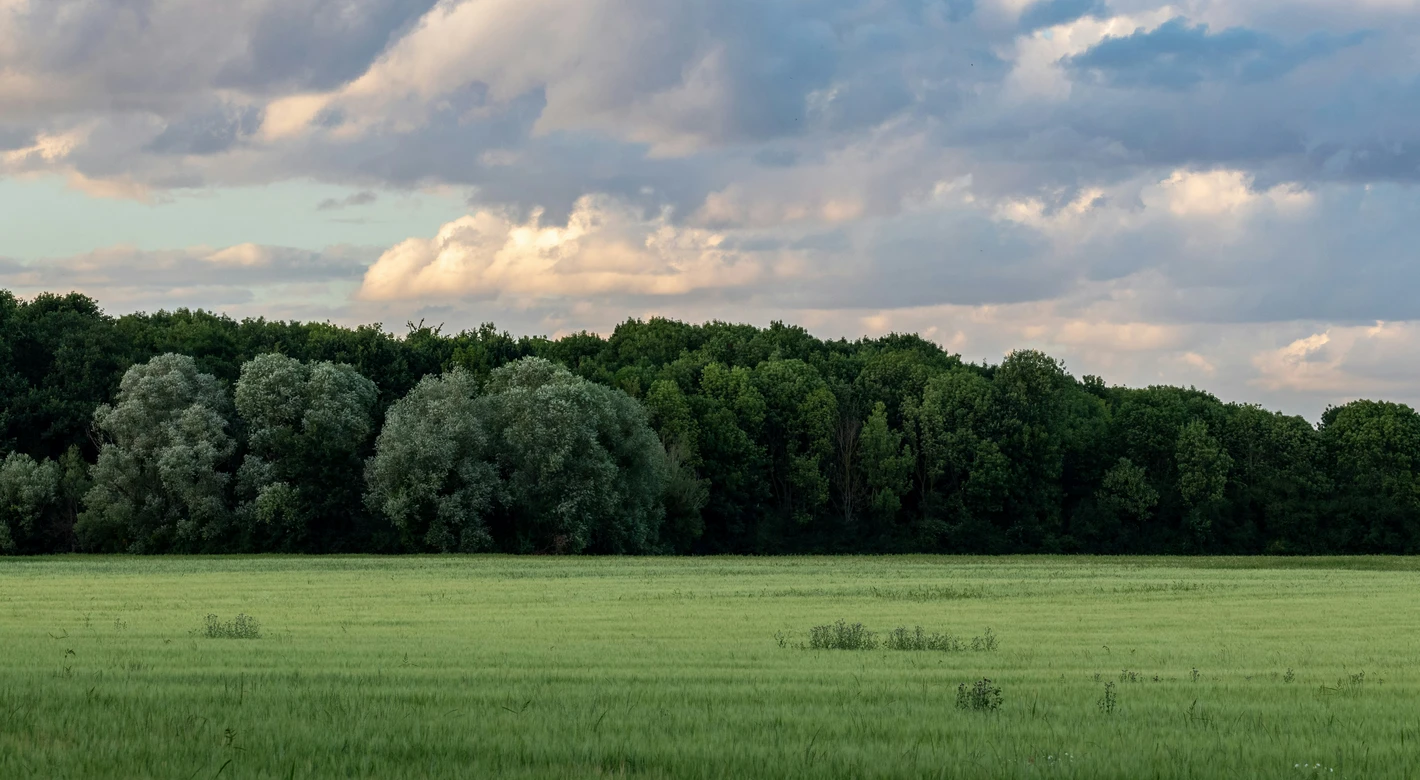 A wide green field stretches toward a dense tree line beneath dramatic, sunlit clouds in the sky.