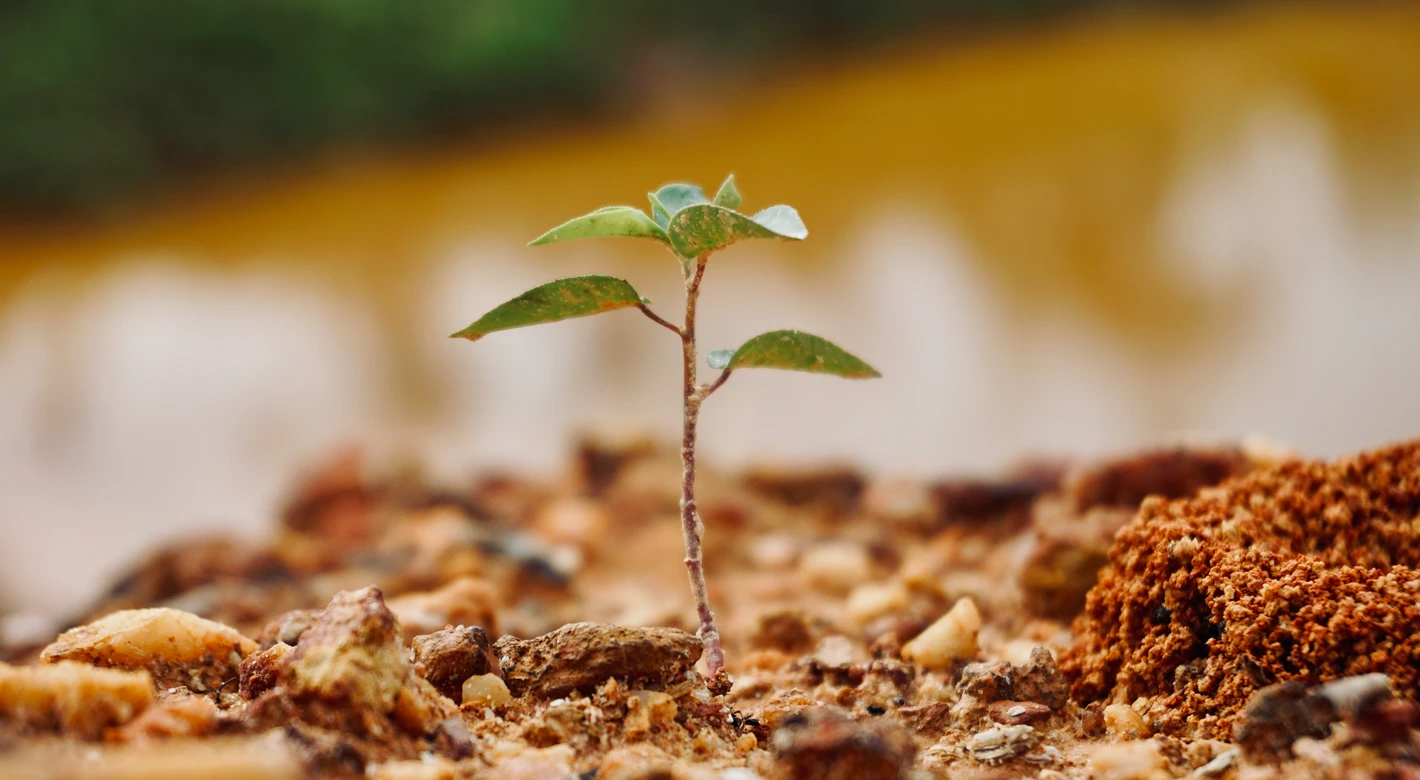 Primer plano de una diminuta plántula verde que brota de un suelo rocoso de color marrón rojizo, con un fondo ligeramente desenfocado.
