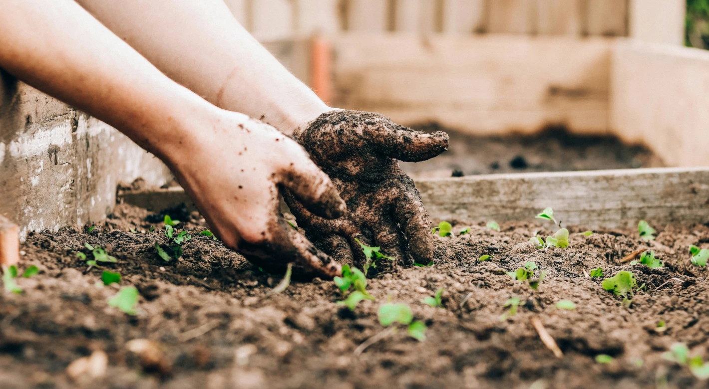 Close-up of two muddy hands planting small green seedlings in dark soil in a garden bed.