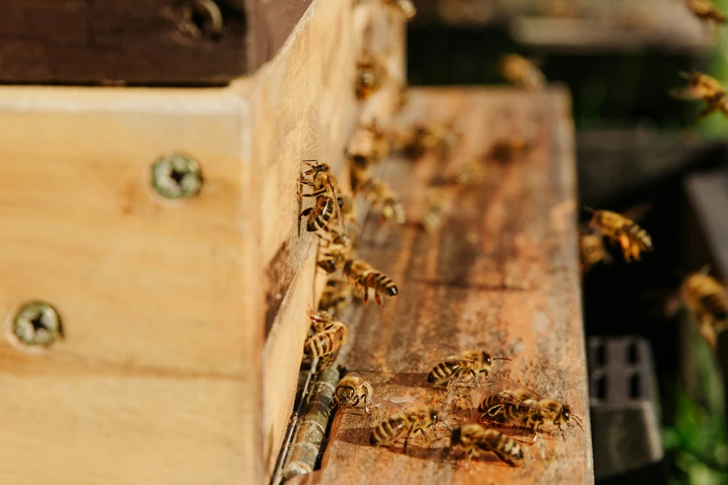 Nahaufnahme von Honigbienen, die im warmen Sonnenlicht am hölzernen Eingang eines Bienenstocks herumkrabbeln und herumfliegen.