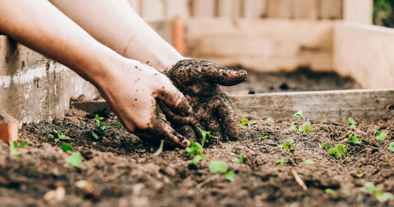 Close-up of two muddy hands planting small green seedlings in dark soil in a garden bed.
