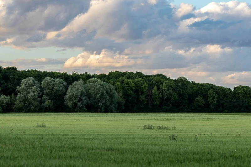 Ein weites grünes Feld erstreckt sich bis zu einer dichten Baumgrenze unter dramatischen, sonnenbeschienenen Wolken am Himmel.